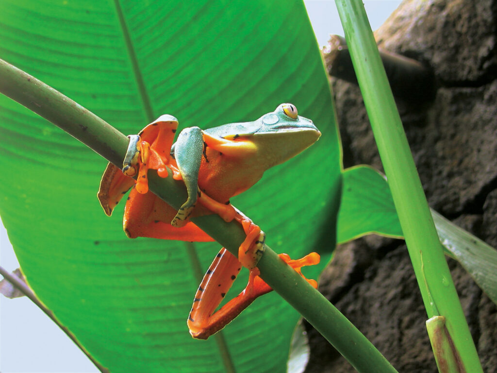 Costa Rica; Tree Frog