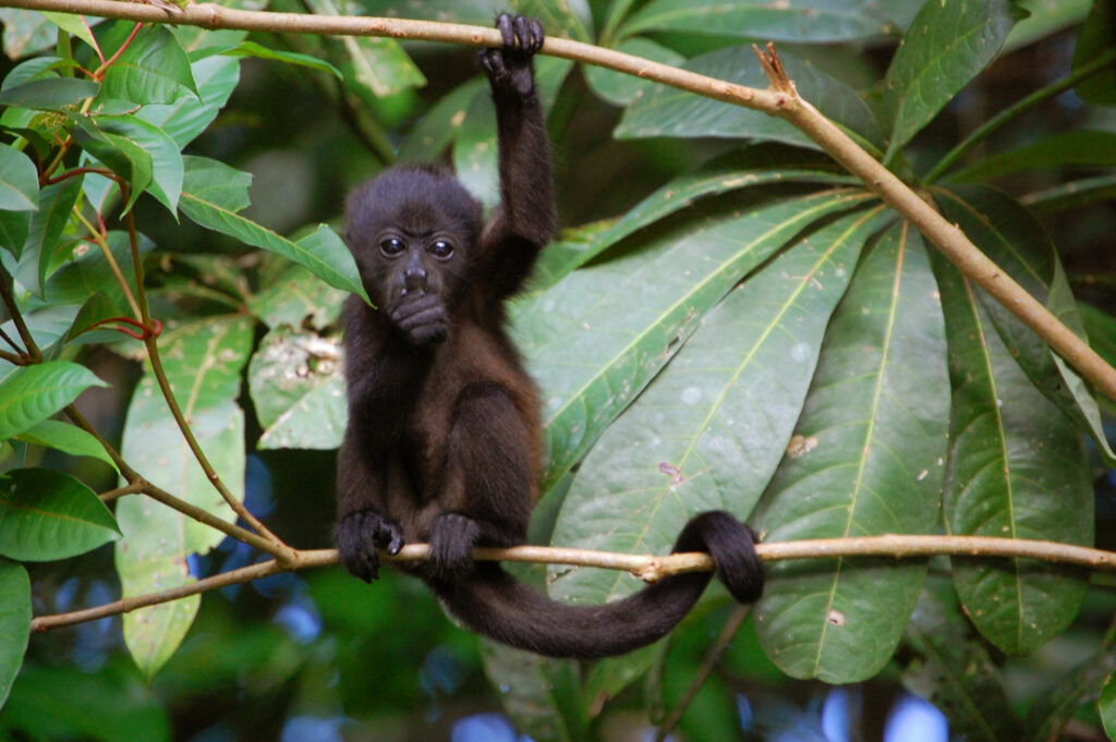 Costa Rica; Tortuguero; Monkey
